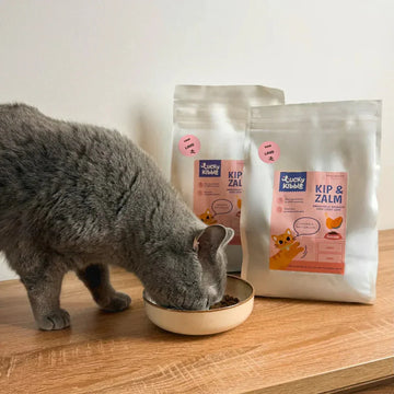 Bengaalse kat zit trots naast Lucky Kibble verpakking – gezonde kattenbrokken met kip & zalm, graanvrij en hoog in dierlijk eiwit.